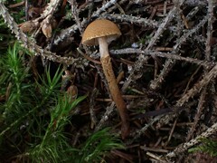 Cystoderma jasonis