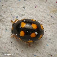Brachiacantha
