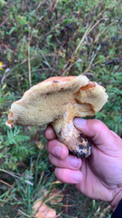 Suillus caerulescens
