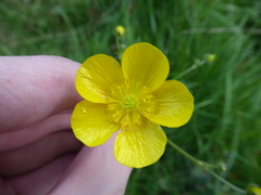 Ranunculus