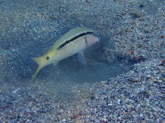 Parupeneus