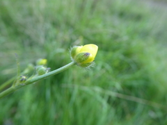 Ranunculus