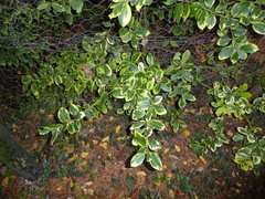 Ilex