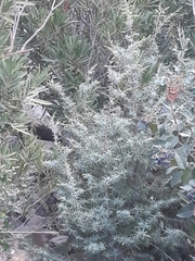 Juniperus oxycedrus