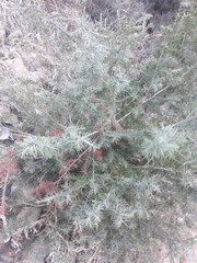 Juniperus oxycedrus