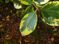 Ilex