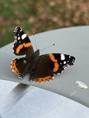 Vanessa atalanta