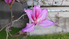 Bauhinia variegata