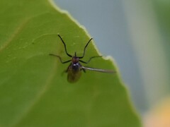 Rhamphomyia