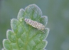 Eupteryx decemnotata