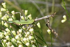 Pseudovates arizonae