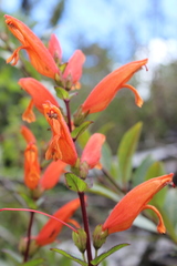 Lamourouxia macrantha