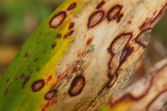 Phyllosticta cruenta