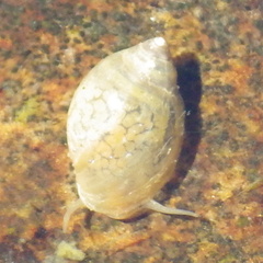 Physa