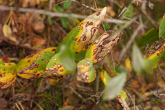 Phyllosticta cruenta