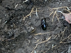 Pterostichus madidus