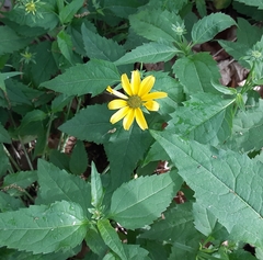 Helianthus divaricatus