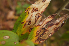 Phyllosticta cruenta