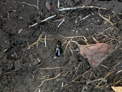 Pterostichus madidus