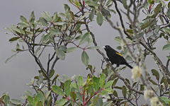 Cacicus chrysonotus