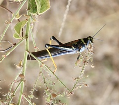 Schistocerca melanocera