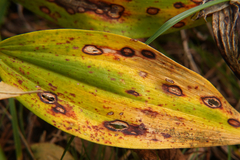 Phyllosticta cruenta