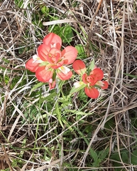 Castilleja indivisa