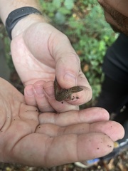 Sphaerodactylus grandisquamis