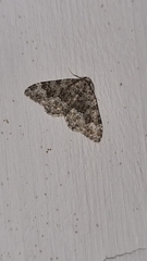 Coenotephria ablutaria