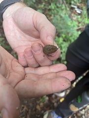 Sphaerodactylus grandisquamis