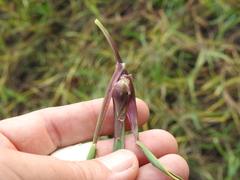 Edestochilus allioides