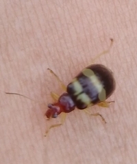 Gynandrobrotica