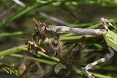 Pseudovates arizonae