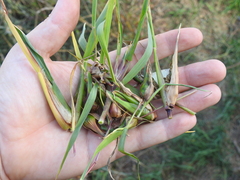 Edestochilus allioides
