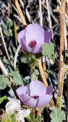 Malacothamnus densiflorus