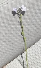 Nuttallanthus texanus