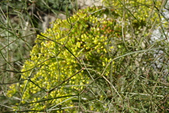 Peucedanum officinale