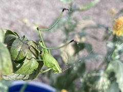 Scudderia
