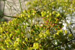 Peucedanum officinale