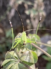 Scudderia