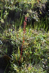 Rumex arcticus