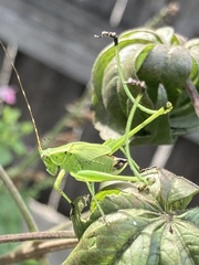 Scudderia