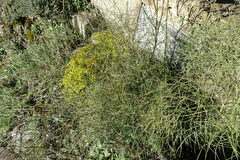 Peucedanum officinale