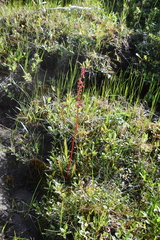 Rumex arcticus