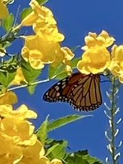 Danaus plexippus