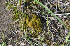 Ptychostomum calophyllum