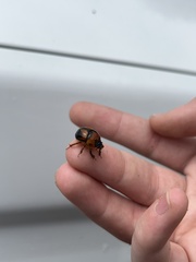 Bolbocerosoma farctum