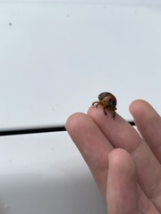 Bolbocerosoma farctum