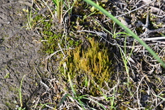 Ptychostomum calophyllum