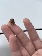 Bolbocerosoma farctum